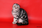 Шотландские вислоухие и прямоухие котята питомника Диамонд-кетс
