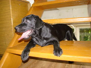 Черный щенок - девочка лабрадора - ретривера
