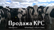 Продажа коров дойных,  нетелей молочных пород в Россию.